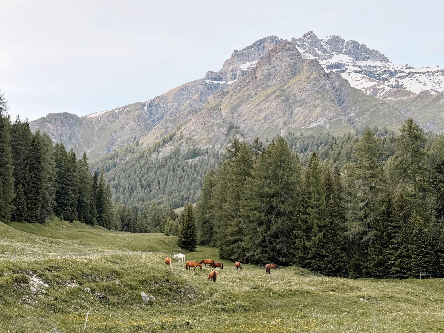 Swisshistorichotels hof zuort24