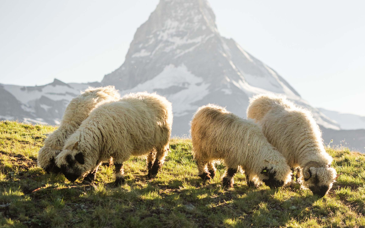 Region hotel monte rosa zermatt swiss historic hotels 05