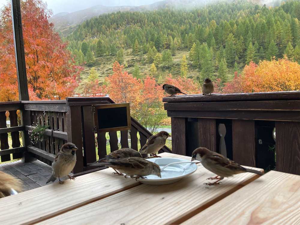 Fex schatz setz dich 3 reisebericht swiss historic hotels 03